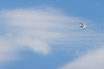 Fototapeta premium A single seagull flying across a bright blue sky with soft white wispy clouds during a clear sunny day.