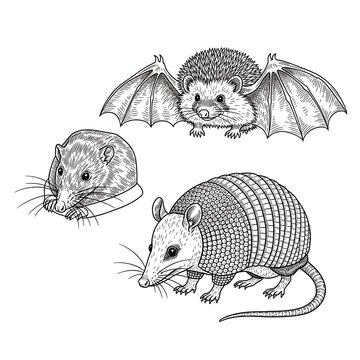 Animals nocturnal creatures illustrations.