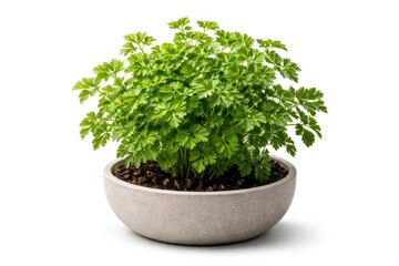 Fototapeta premium Healthy parsley plant in a round planter isolated on clean white backdrop