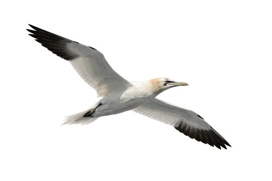 Large seabird in flight isolated on a stark white background