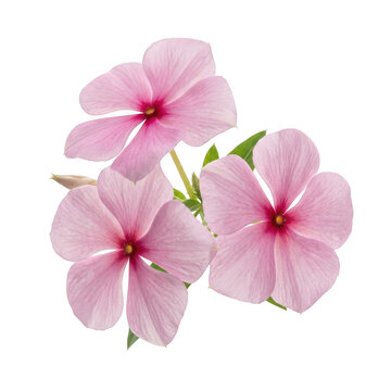 Three delicate pink vinca flowers isolated