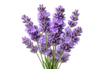 Fototapeta premium Isolated lavender flower cluster captured in sharp detail on white background