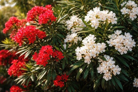Oleander plants showing contrasting red and white flowers