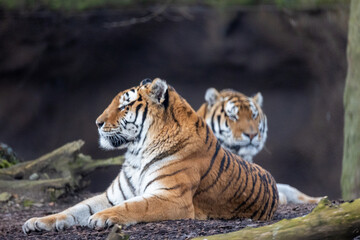 Tigre de Sibérie © David Pecheux