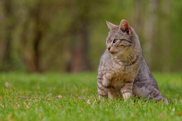 cat in the grass © Robert