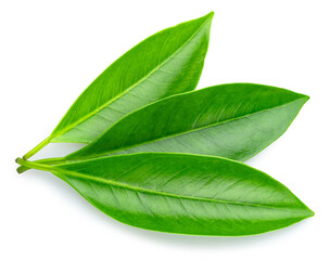 Fototapeta premium Green tropical leaves isolated on white background. File contains clipping path.