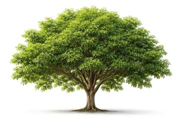 Fototapeta premium Full view of tropical tree with abundant green leaf canopy on clean white background