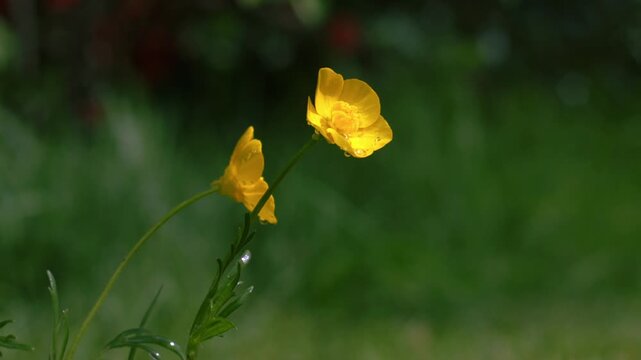 Yellow wildflower buttercup flowers in Spring warm sunshine