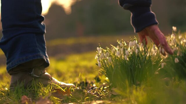 Hand caresses snow drop flowers in Spring
