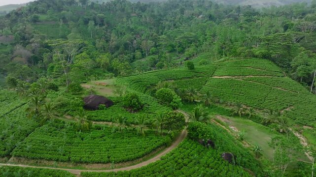 Beautiful aerial view of lush green tea plantations in Sri Lanka, captured in slow motion from a drone, showing neatly arranged tea bushes and rolling landscape under natural light