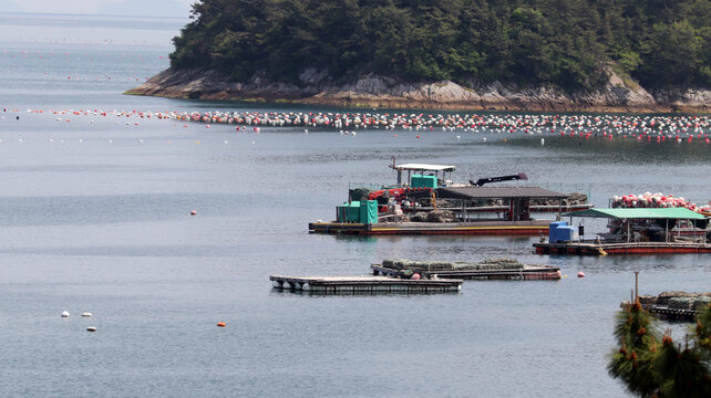 Aquaculture Fish, Oyster, and Shellfish Farm with Fishermen's Platforms, integral to sustainable food production and marine harvesting