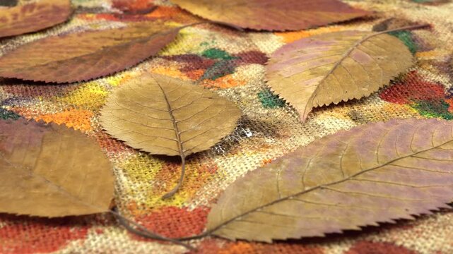 Flat dried arrangements. Dried pressed red and brown leaves of hornbeam lie on the beige burlap cloth with stains from gouache and acrylic paints, background, side view 