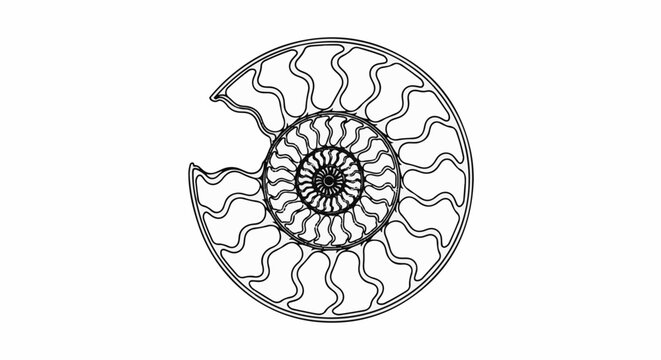A detailed illustration shows the cross-section of an ammonite fossil