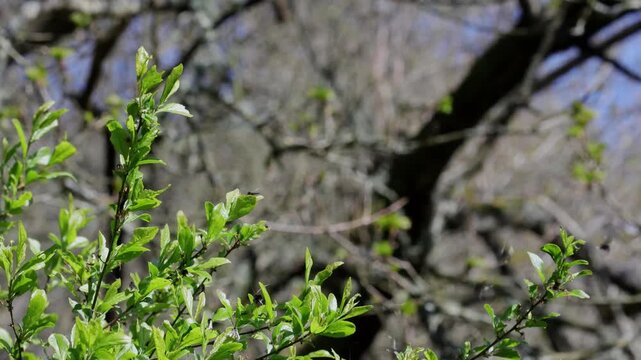 Moths, Adela reaumurella, also know as Green Long-Horn moths, swarming around a bush in Spring. UK