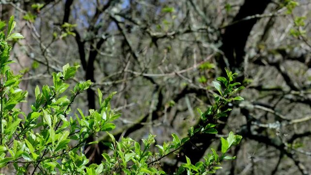 Green Long-Horn moths, Adela reaumurella, a diurnal species, swarming around a bush in Spring. UK