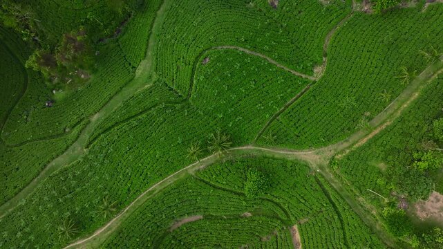 Beautiful aerial view of lush green tea plantations in Sri Lanka, captured in slow motion from a drone, showing neatly arranged tea bushes and rolling landscape under natural light