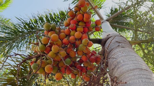 Close low-angle orbiting shot of a foxtail palm showing dense clusters of orange, red, and green fruits, with textured trunk and feathery fronds creating a vibrant tropical composition.