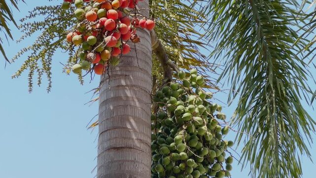 Close low-angle view of a foxtail palm trunk with dense fruit clusters showing different ripening stages, from green to bright red, surrounded by feathery fronds under a clear sky.