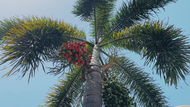Dynamic low-angle orbiting view around a foxtail palm tree, showcasing clusters of red and green fruits beneath radiating feathery fronds against a bright blue sky.