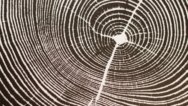 Abstract black and white texture of tree rings cross section