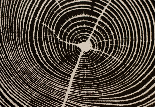 Abstract black and white texture of tree rings cross section