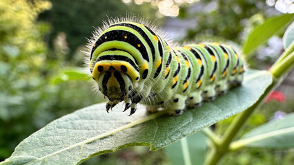 Naklejka premium Fuzzy striped caterpillar on green leaf, extreme close-up macro photography in natural garden habitat 