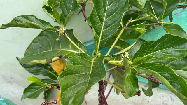 Fresh Green Noni Leaves and Buds on Branch