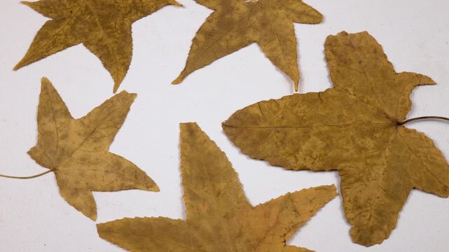 Flat dried arrangements. Dried pressed yellow leaves of sweetgum lie on the white background, top view 
