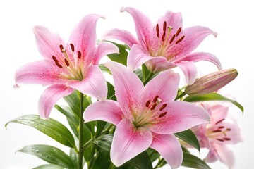 Obraz premium Beautiful pink tiger lily blooms with tender petals and vibrant green leaves against a pure white background