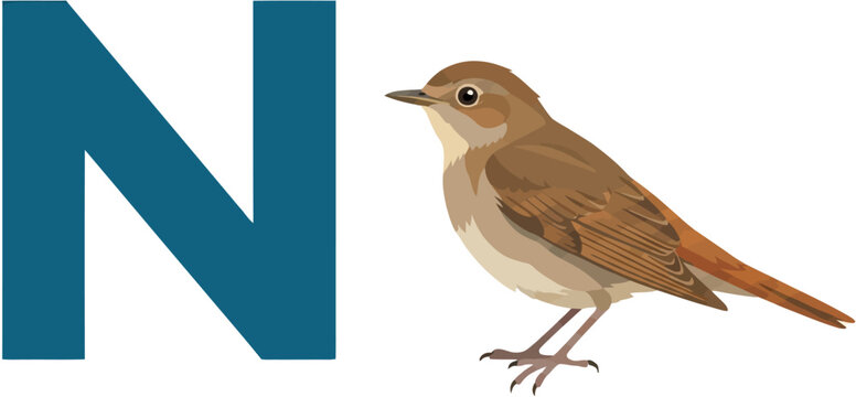 N is for Nightingale A Charming Illustration of a Bird with Letter N
