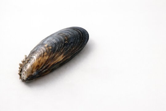 isolated dried mussel shell positioned on smooth white background with copy space