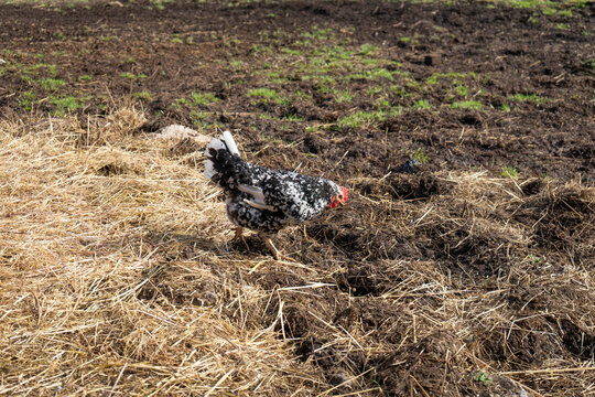 Pita Pinta Asturiana - Gallina pinta asturiana