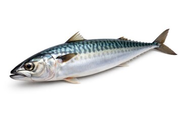 Fototapeta premium Mackerel fish isolated with clear white background lighting