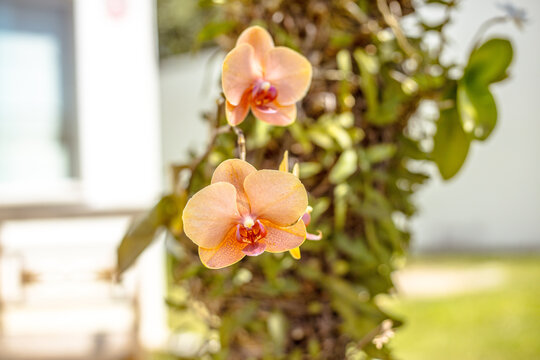 Orchide 