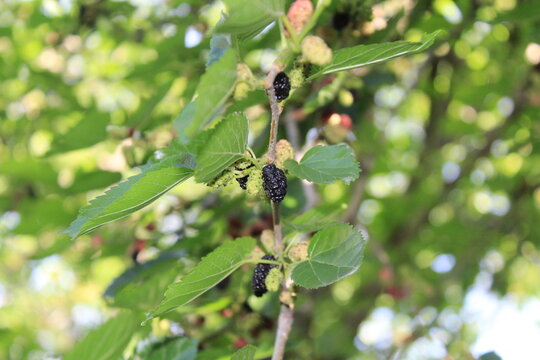 Morus alba, Blackberries or the ripe mulberry