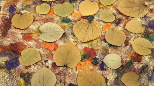 Flat dried arrangements. Dried pressed yellow leaves of japanese redbud lie on the beige burlap cloth with stains from gouache and acrylic paints, background, top view 