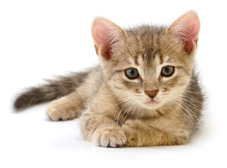 Fototapeta premium Small Grey Tabby Kitten Lying Isolated on White Background