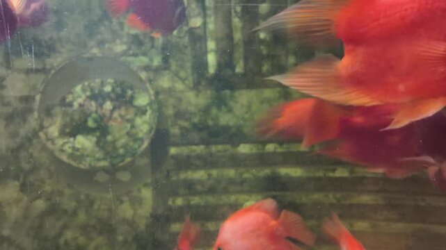 Bright orange Blood Parrot Cichlid fish swimming in an aquarium with a green textured wall and aquatic plants. 