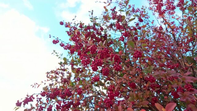 Natural autumn scene with barberries berry on branches sway in strong autumn wind. Close-up, bunches of red Berberis berries sway in breeze against sky. Garden shrub of ripe barberry on an autumn day
