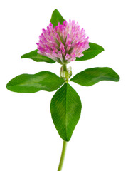 Obraz premium Clover flower isolated on white background. Pink clover on a stem with green leaves. Medicinal herb.