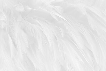 Obraz premium Beautiful white grey bird feathers pattern texture background.