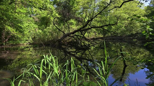 River landscape, dead branch of the Sesia River, reflections, trees on the water, sun, vegetation, Sesia River, Albano Vercellese, Lame del Sesia Regional Park, Piedmont, Italy, river
