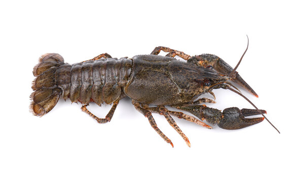 Raw freshwater lobster or crayfish isolated on white background. Live crawfish isolated.
