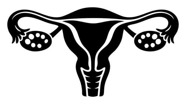 Female reproductive anatomy showing uterus, fallopian tubes, and ovaries, illustrating fertility, pregnancy, and gynecological health