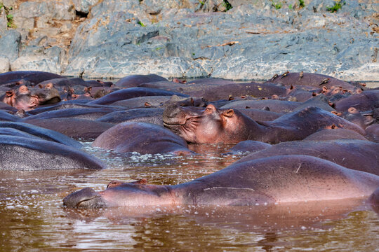 Hippopotamus or Hippopotamus amphibius wallowing in pool