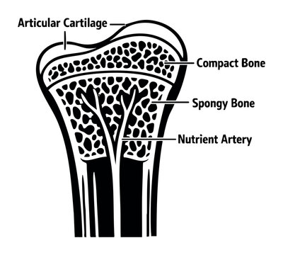 Bone structure diagram illustrating its internal components, including articular cartilage, compact bone, spongy bone, and nutrient artery