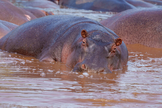 Hippopotamus or Hippopotamus amphibius wallowing in pool looking towards camera.
