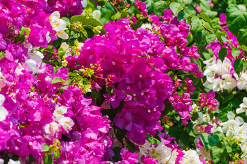 Fototapeta premium Blooming pink bougainvillea flowers on bushes in spring close-up