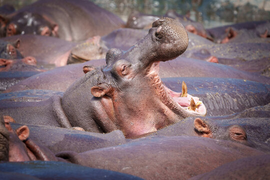 Hippopotamus or Hippopotamus amphibius wallowing in pool