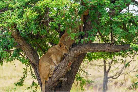 Lioness or panthera leo in fork of tree with green foliage